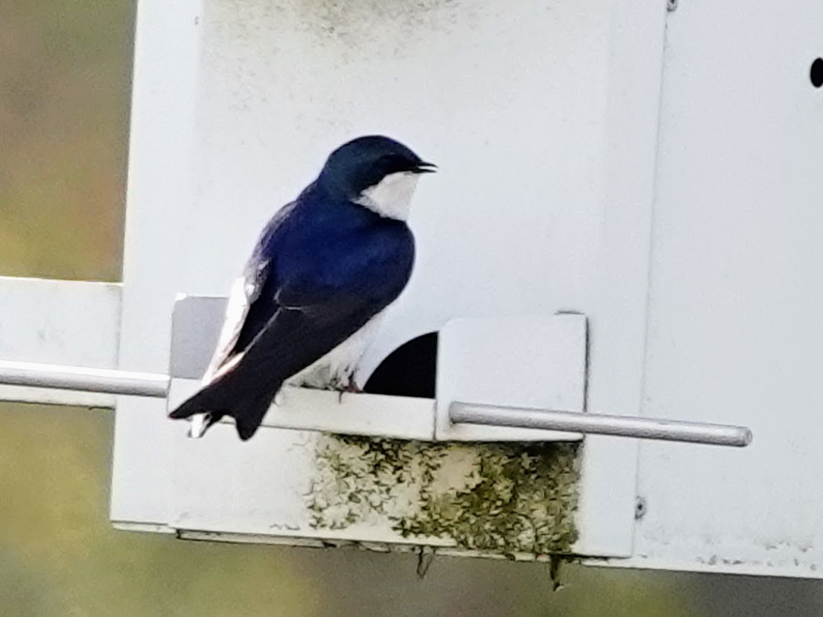 Tree Swallow - ML618387652