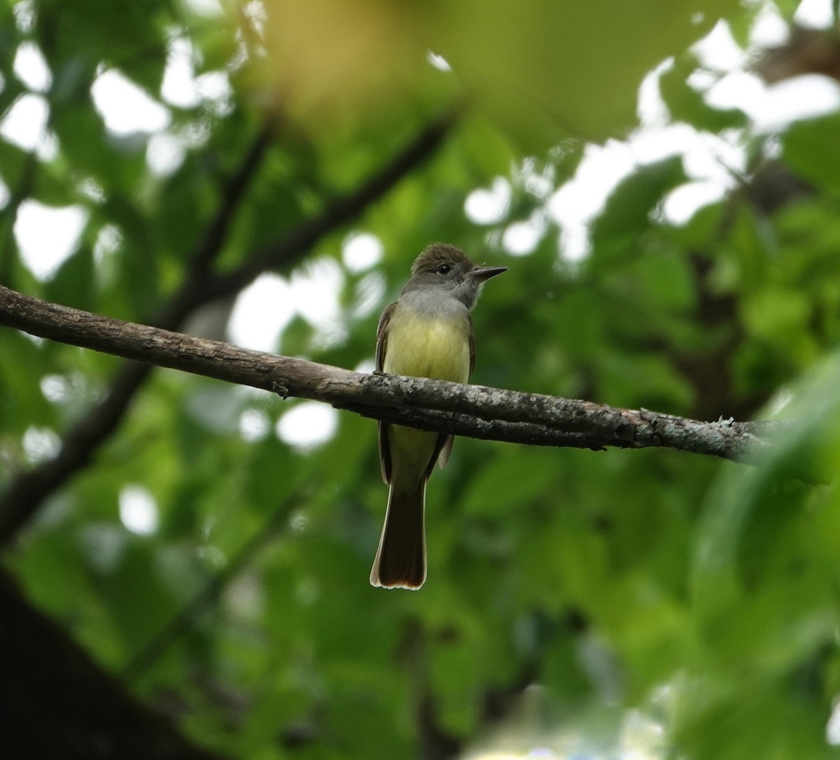 Great Crested Flycatcher - ML618387659