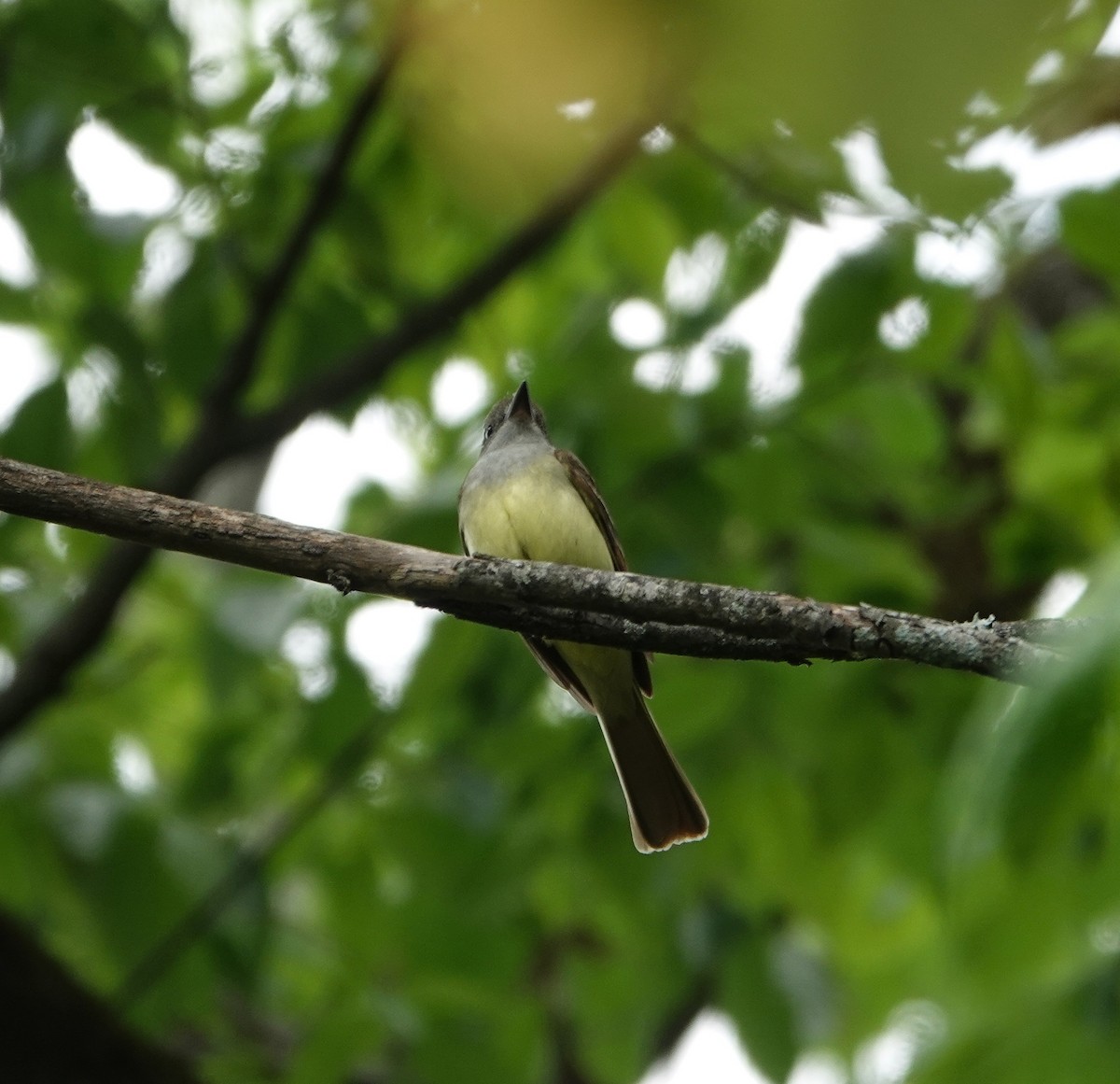 Great Crested Flycatcher - ML618387660