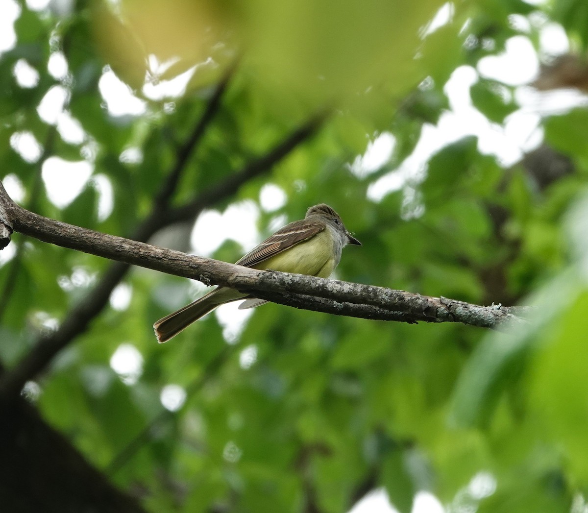 Great Crested Flycatcher - ML618387661