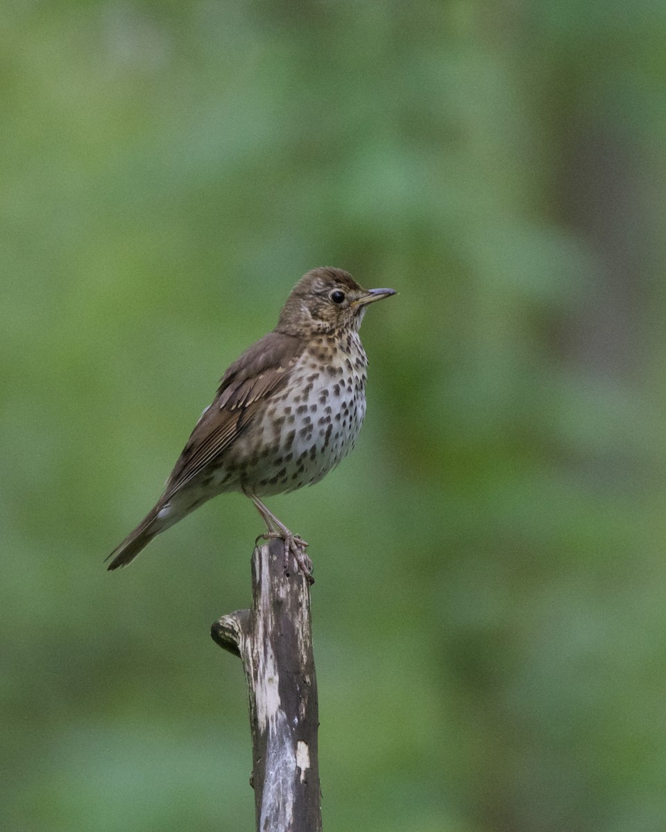 Song Thrush - ML618387677