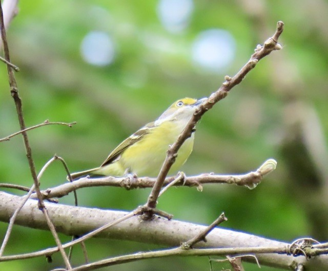 Ak Gözlü Vireo - ML618387728