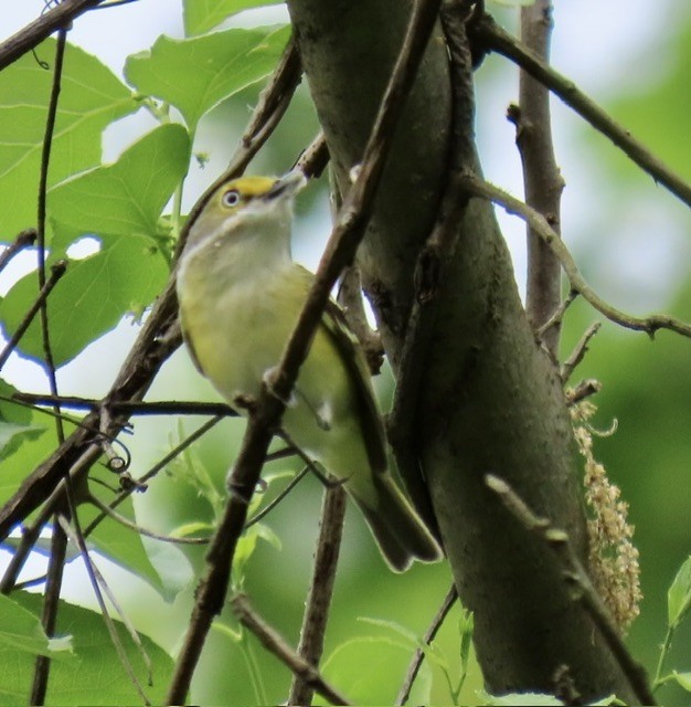 Vireo Ojiblanco - ML618387731