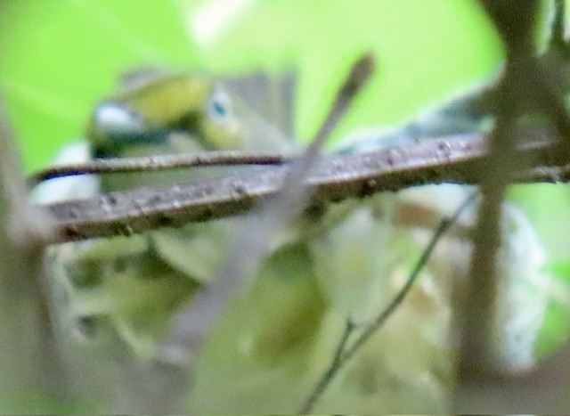 White-eyed Vireo - ML618387734