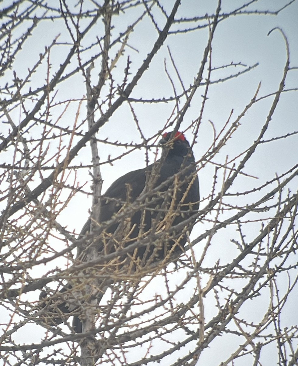 Black Grouse - Gavin Bieber