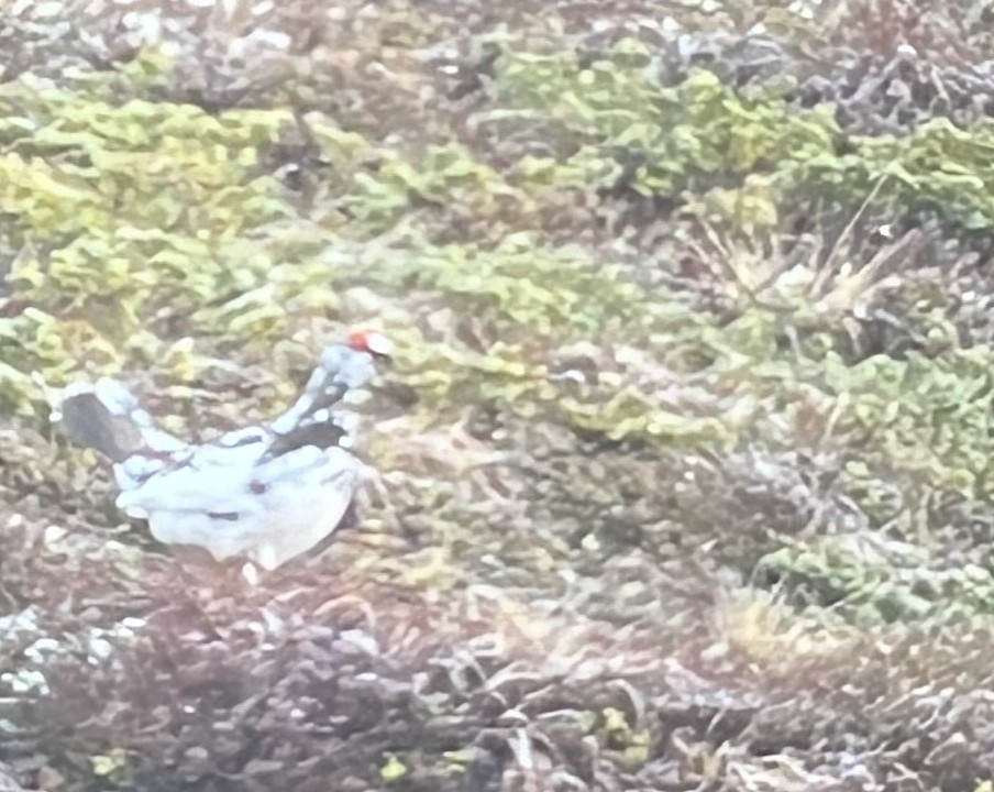 Rock Ptarmigan - Gavin Bieber