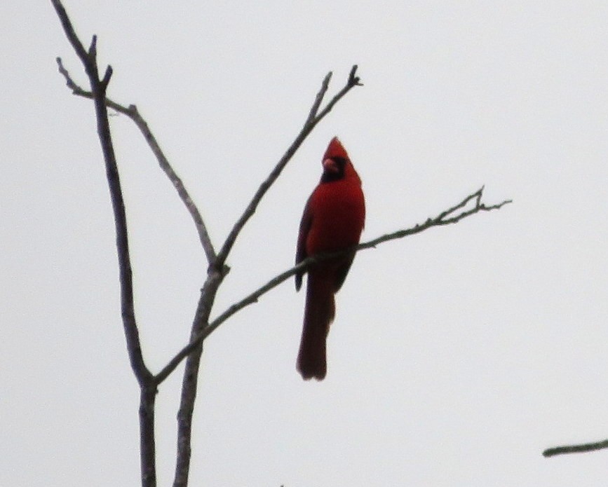 Cardinal rouge - ML618387798