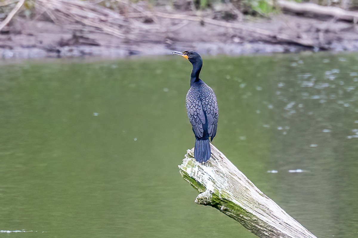 Double-crested Cormorant - Chris S. Wood