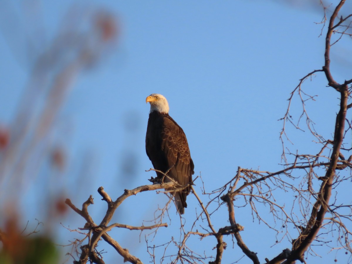 Weißkopf-Seeadler - ML618387842