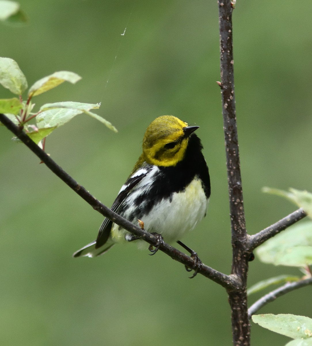 Black-throated Green Warbler - Blake Mann