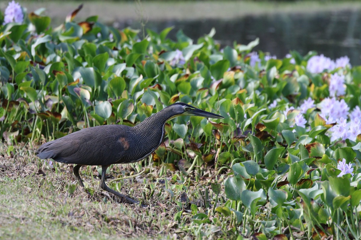 Bare-throated Tiger-Heron - Richard Greenhalgh