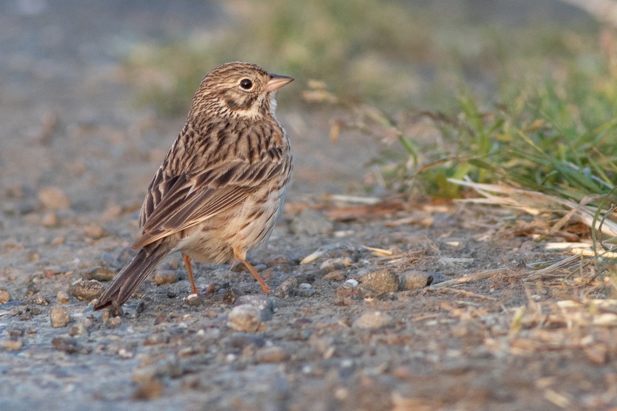 Vesper Sparrow - ML618387863