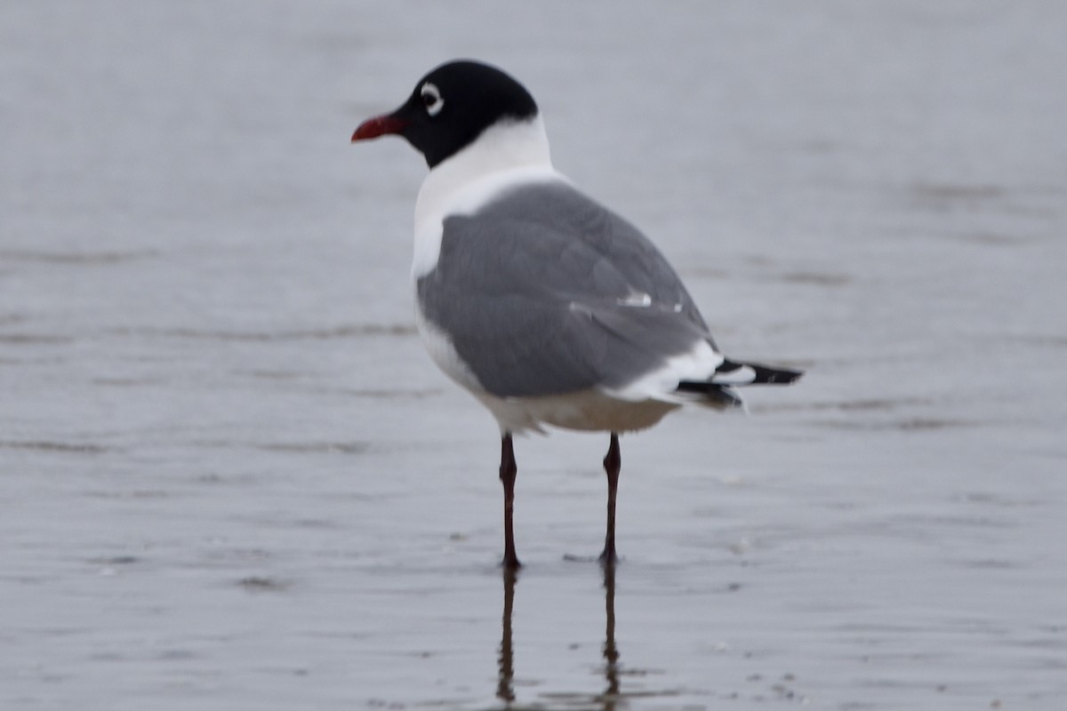 Franklin's Gull - ML618387891