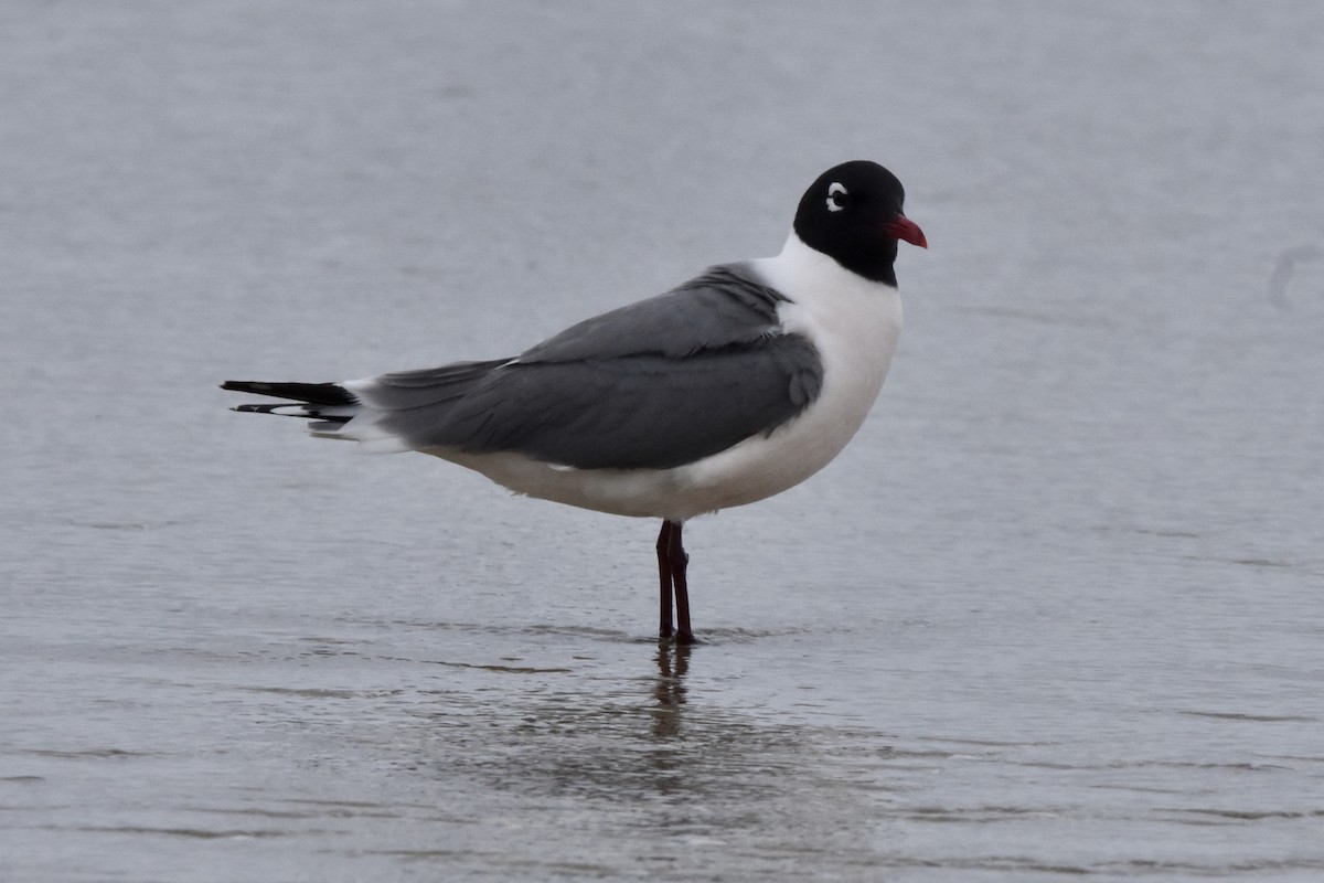 Mouette de Franklin - ML618387892