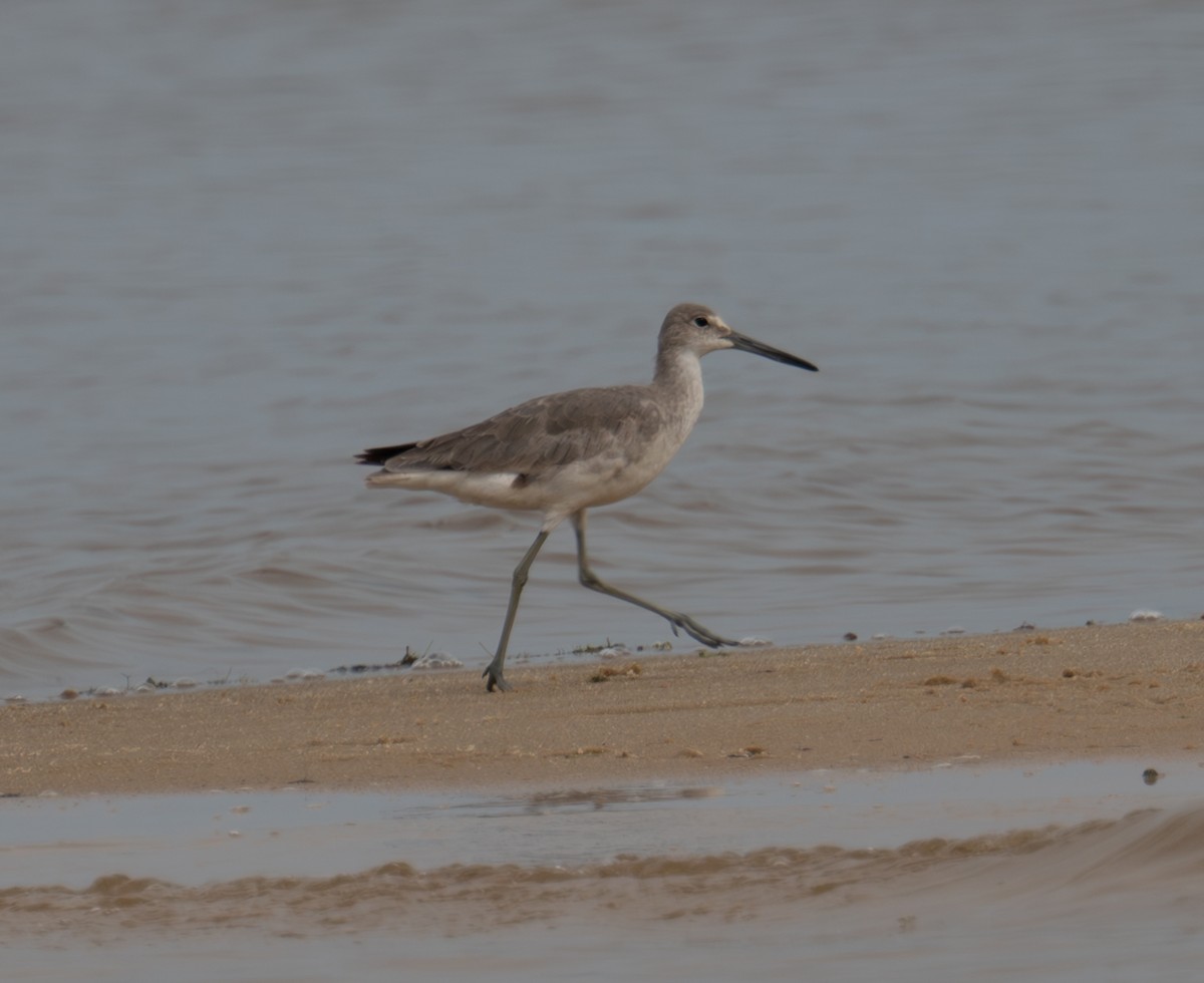 Willet - ML618387977