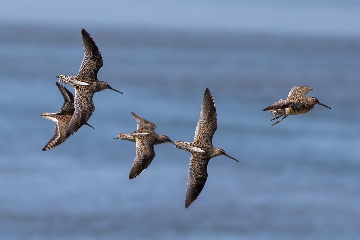 kortnebbekkasinsnipe - ML618387995