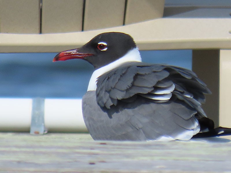 Laughing Gull - Karen Lebing