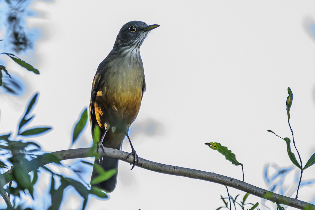 Rufous-bellied Thrush - Amed Hernández