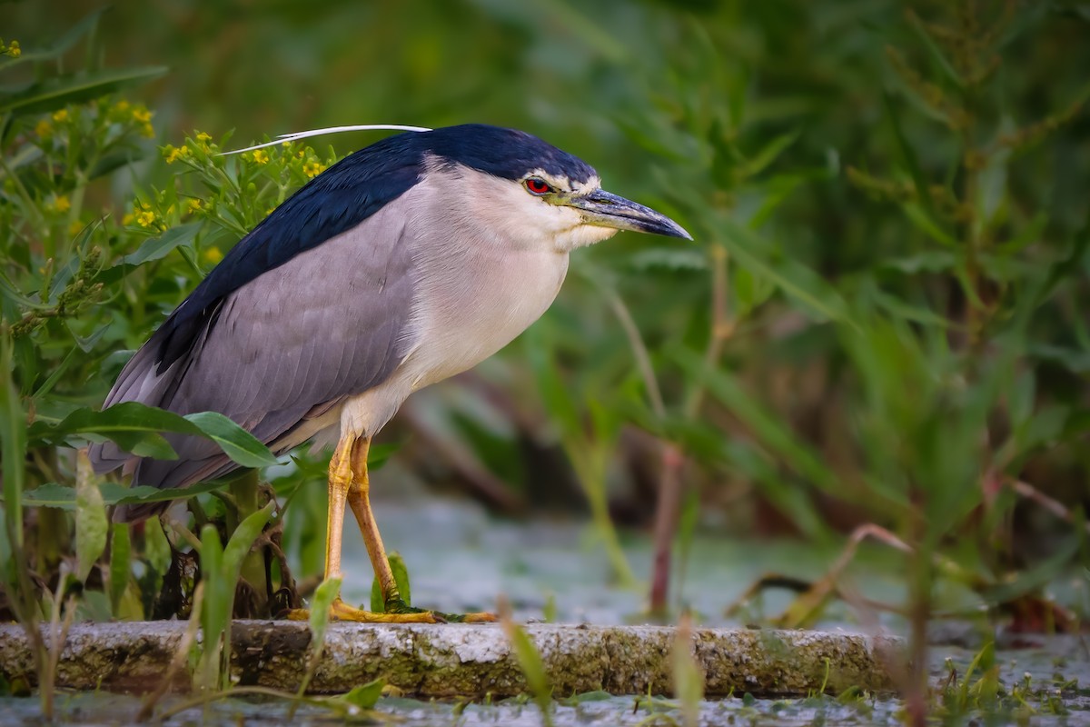 Black-crowned Night Heron - ML618388031