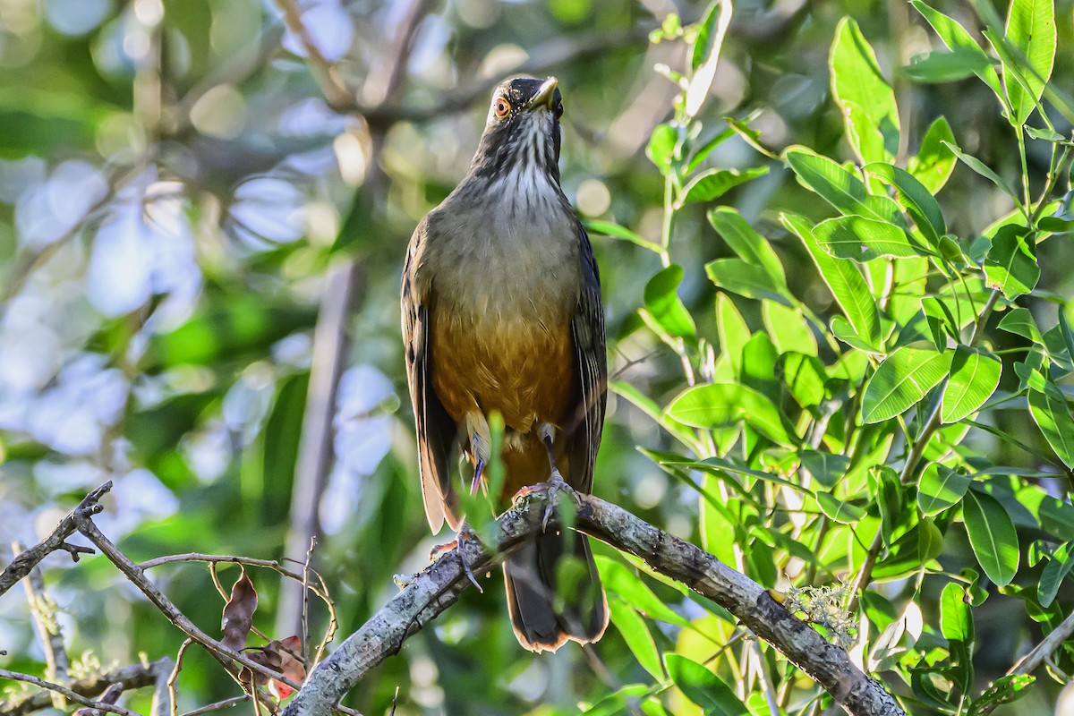 Rufous-bellied Thrush - Amed Hernández