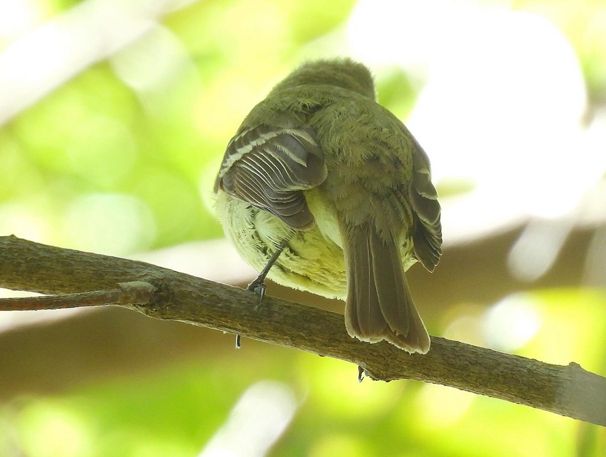 Western Flycatcher (Pacific-slope) - ML618388049