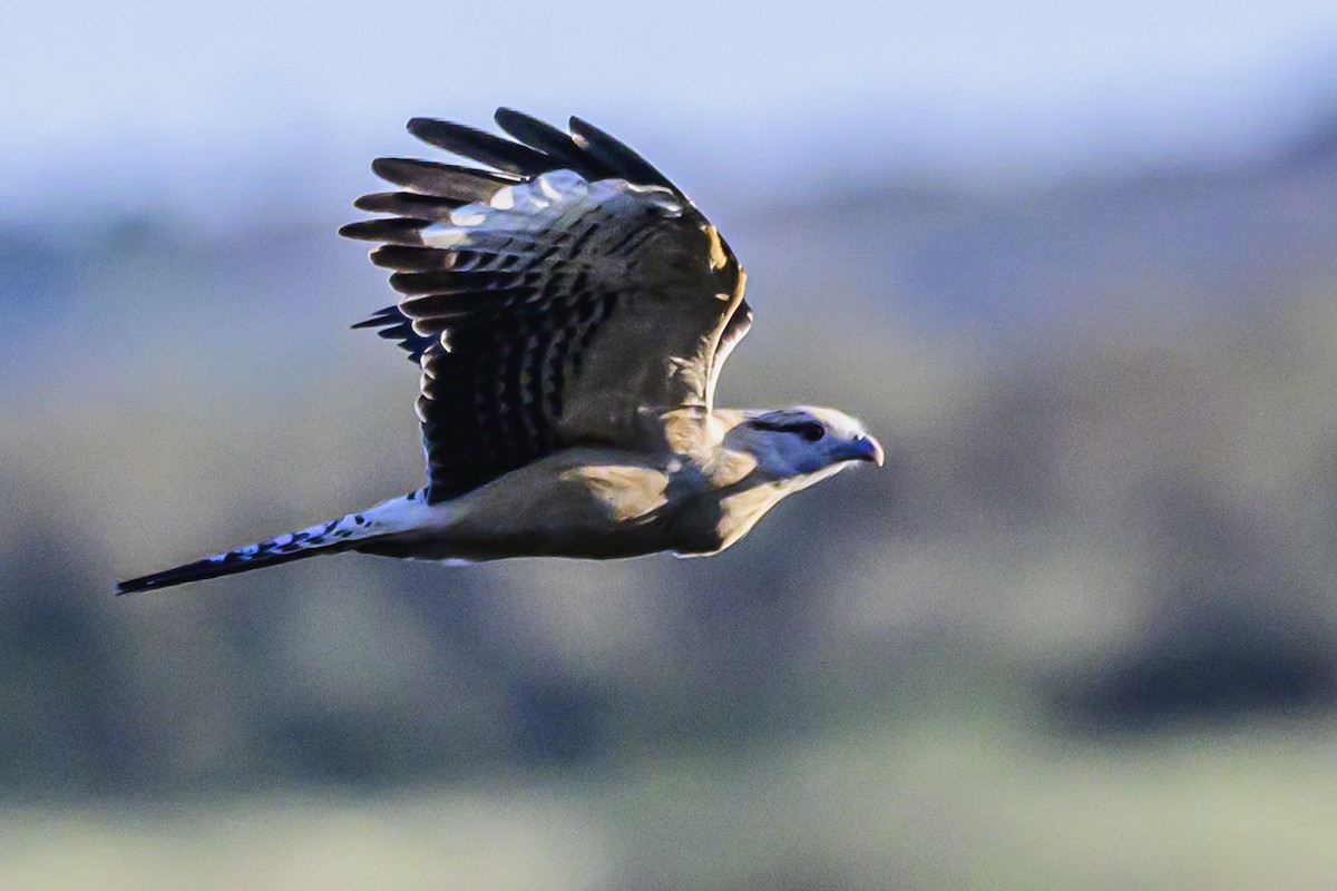 Caracara à tête jaune - ML618388116