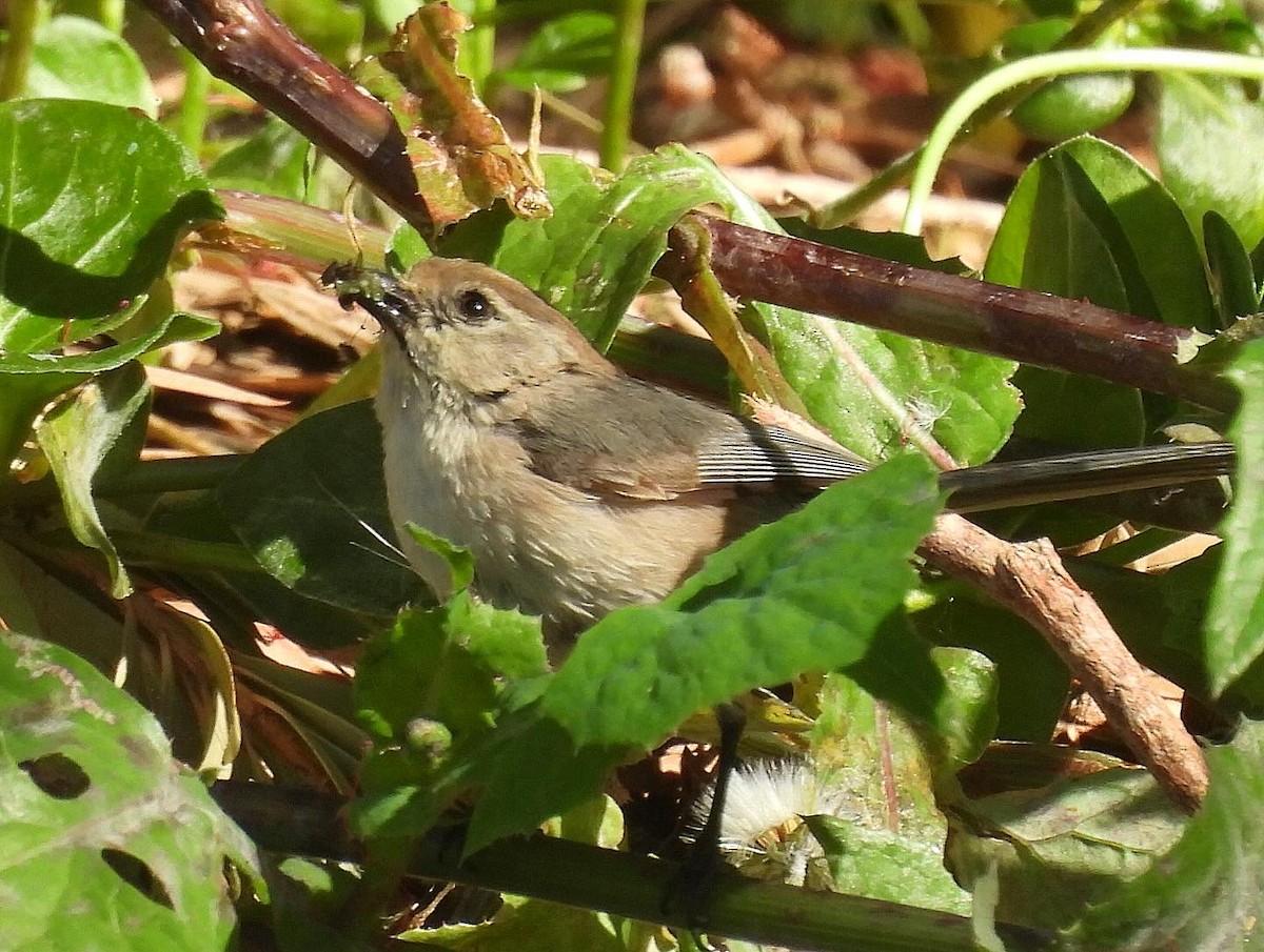 Bushtit - Nick & Jane