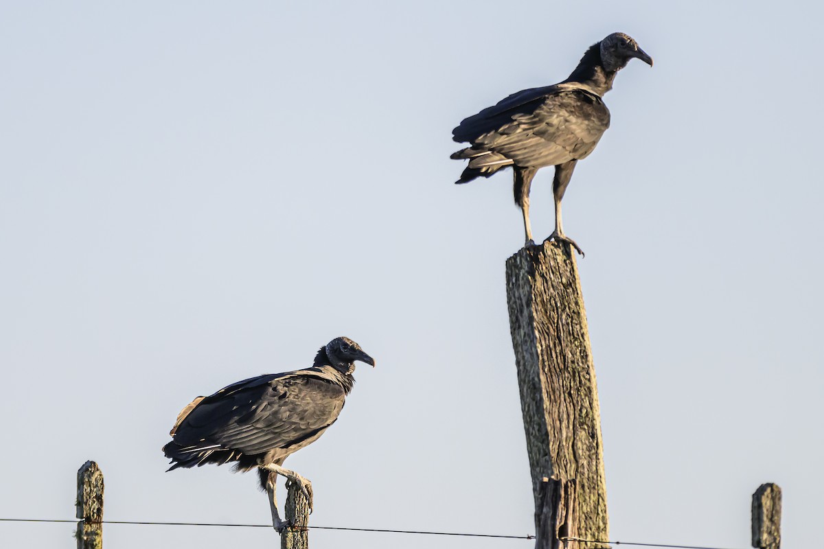 Black Vulture - Amed Hernández