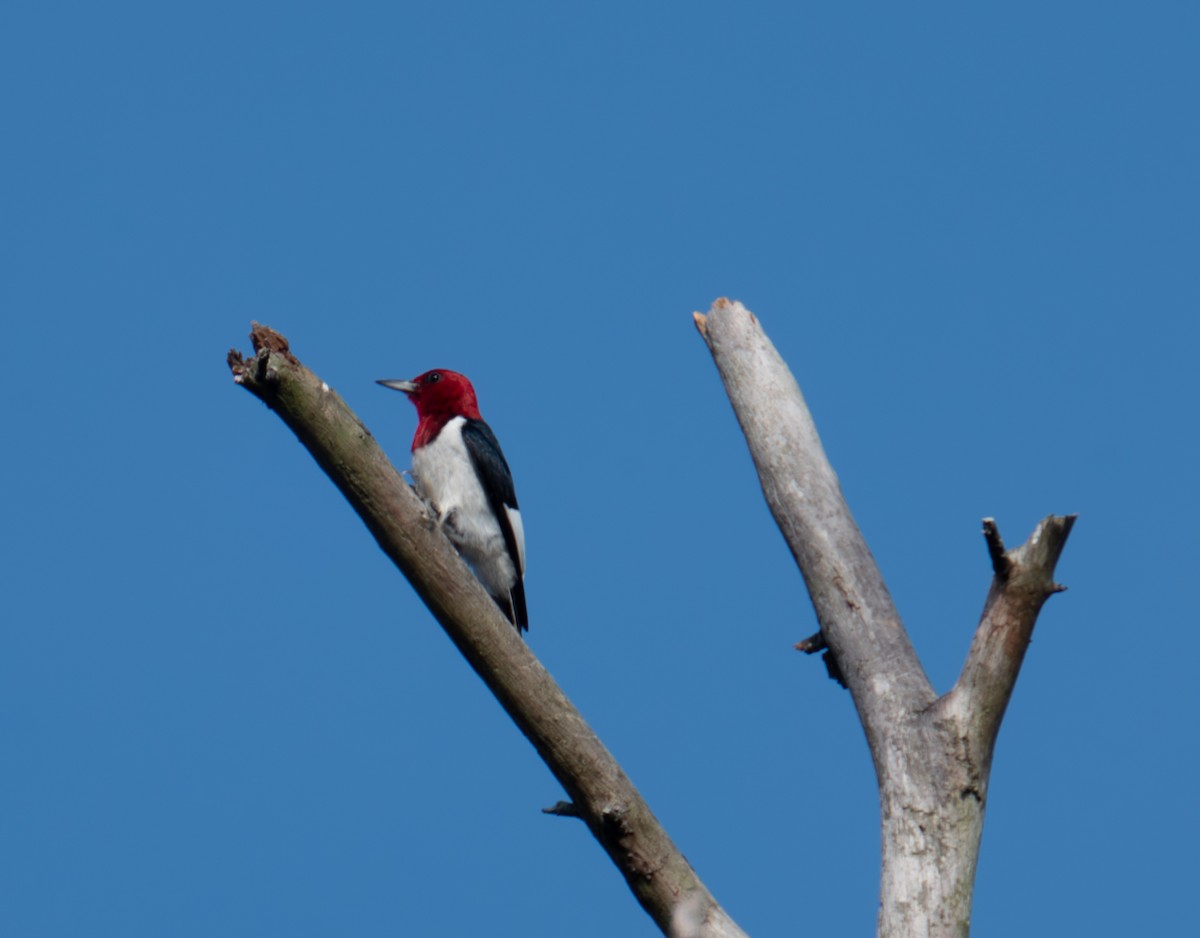 Red-headed Woodpecker - ML618388161