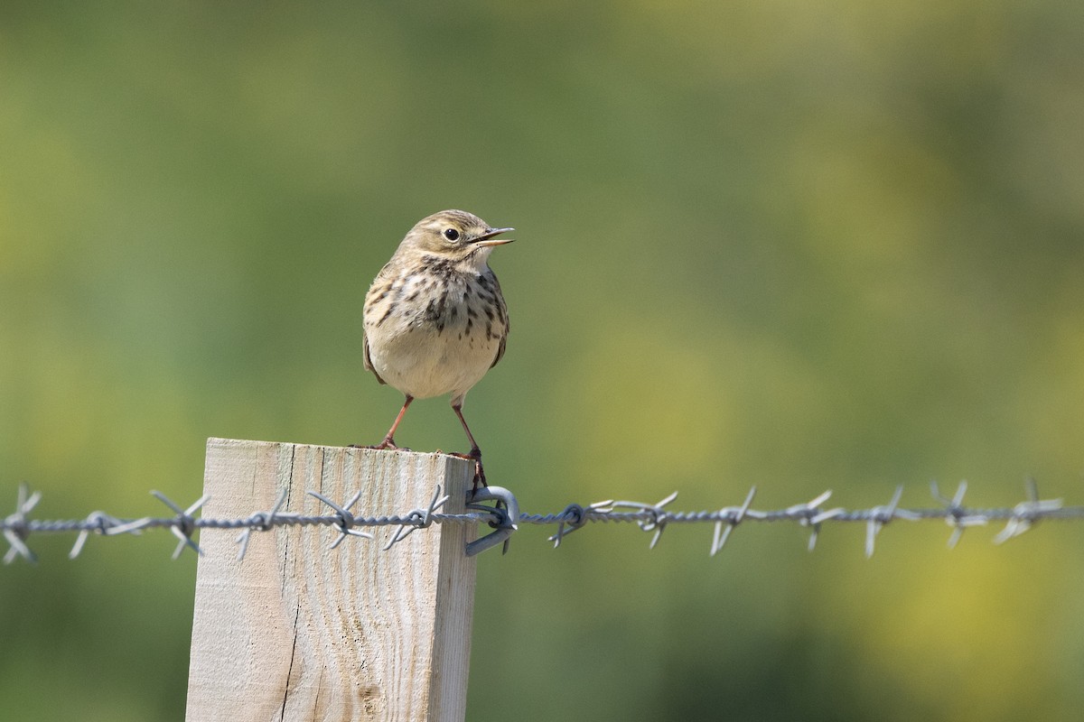 Tree Pipit - Natasha Hadfield