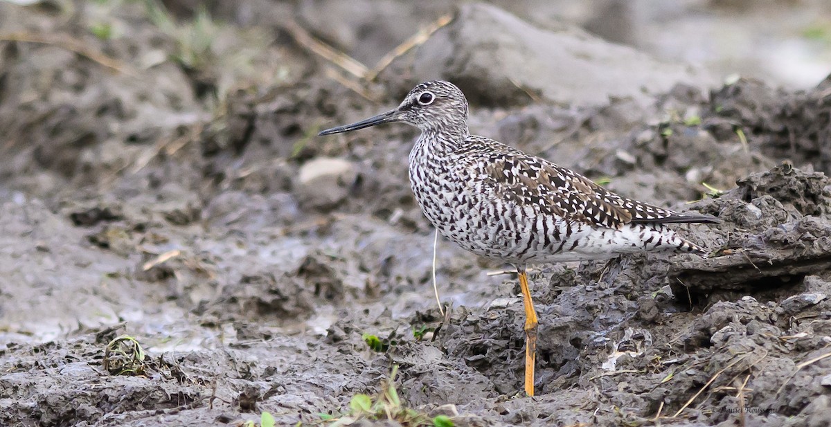 Greater Yellowlegs - ML618388200