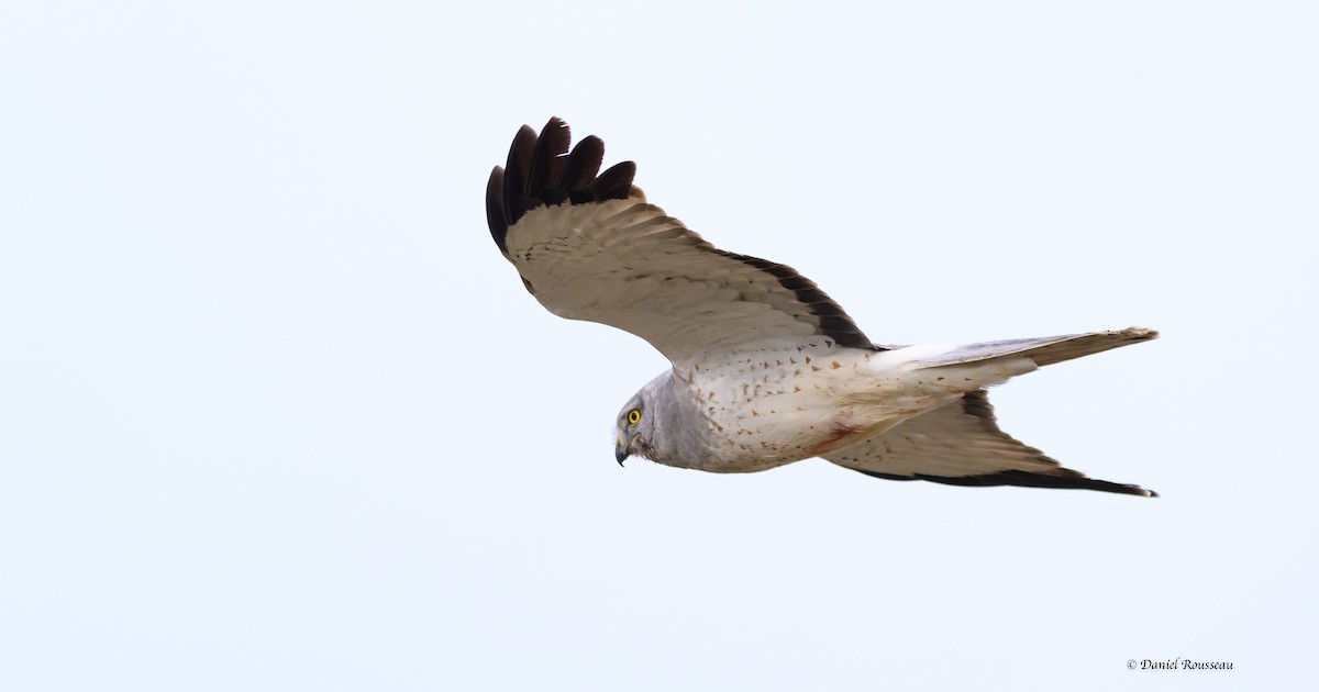 Northern Harrier - Daniel Rousseau