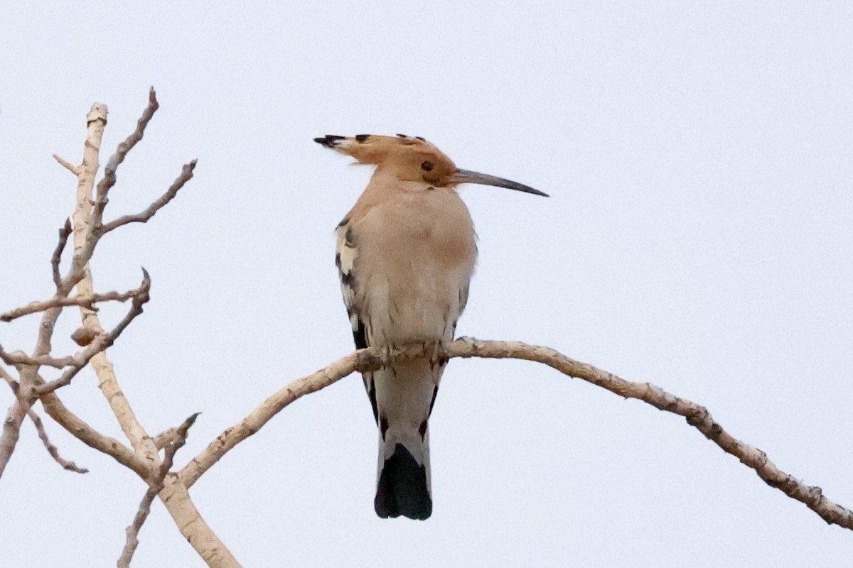 Eurasian Hoopoe - Alison Mews