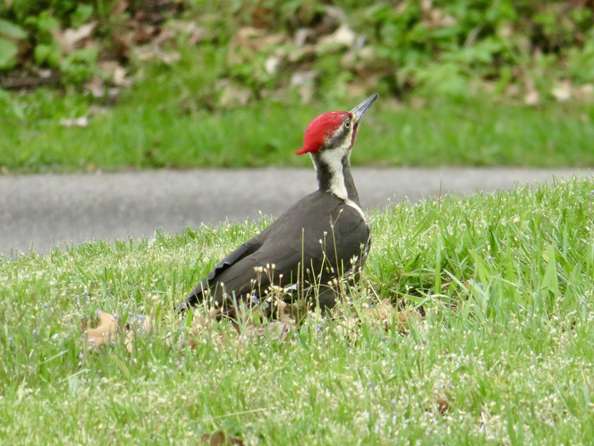 Pileated Woodpecker - Christine Cote