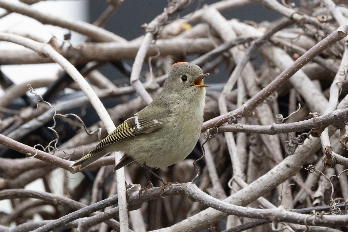 Ruby-crowned Kinglet - ML618388288