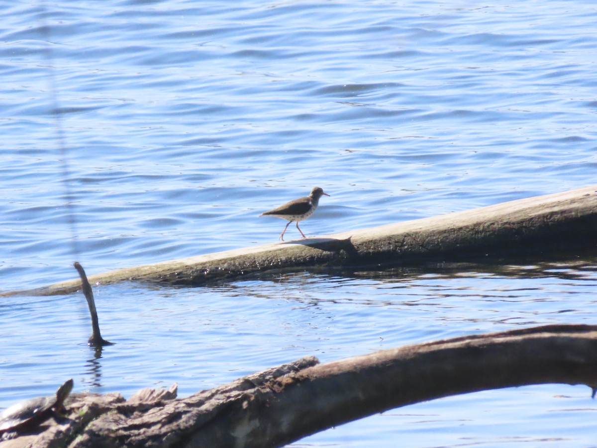 Spotted Sandpiper - Mary Guell