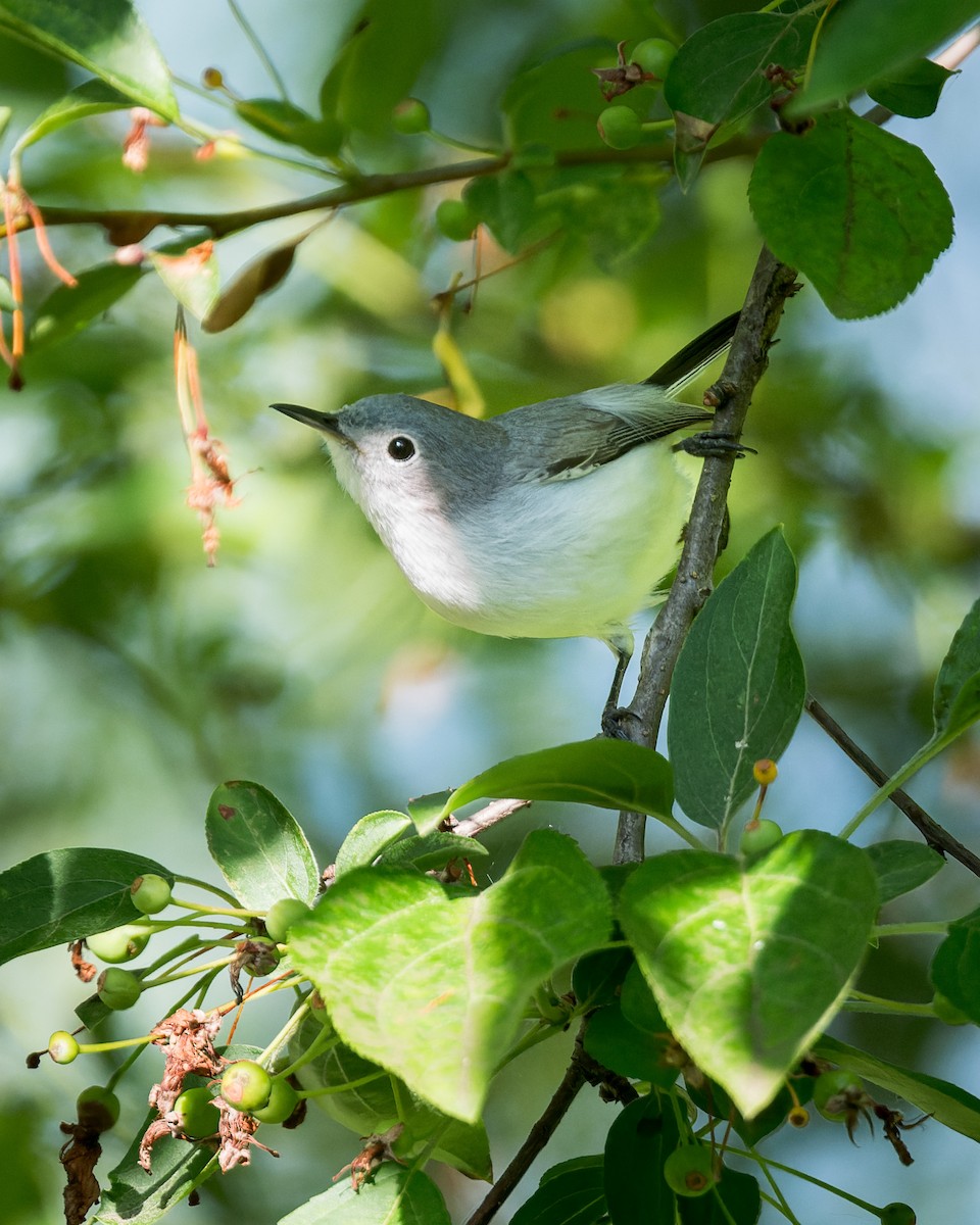 Blue-gray Gnatcatcher - Greg Walker