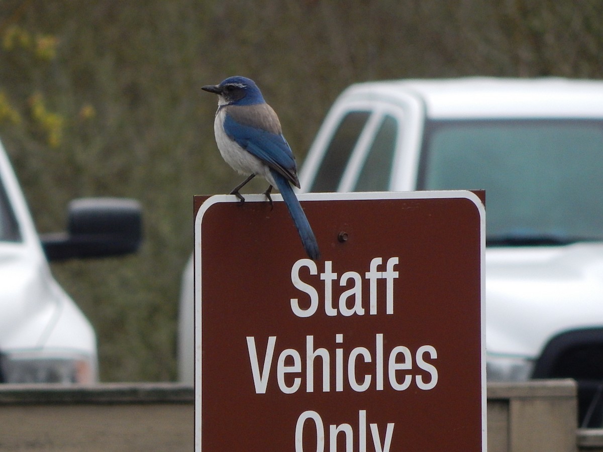 California Scrub-Jay - Lawson Bishop