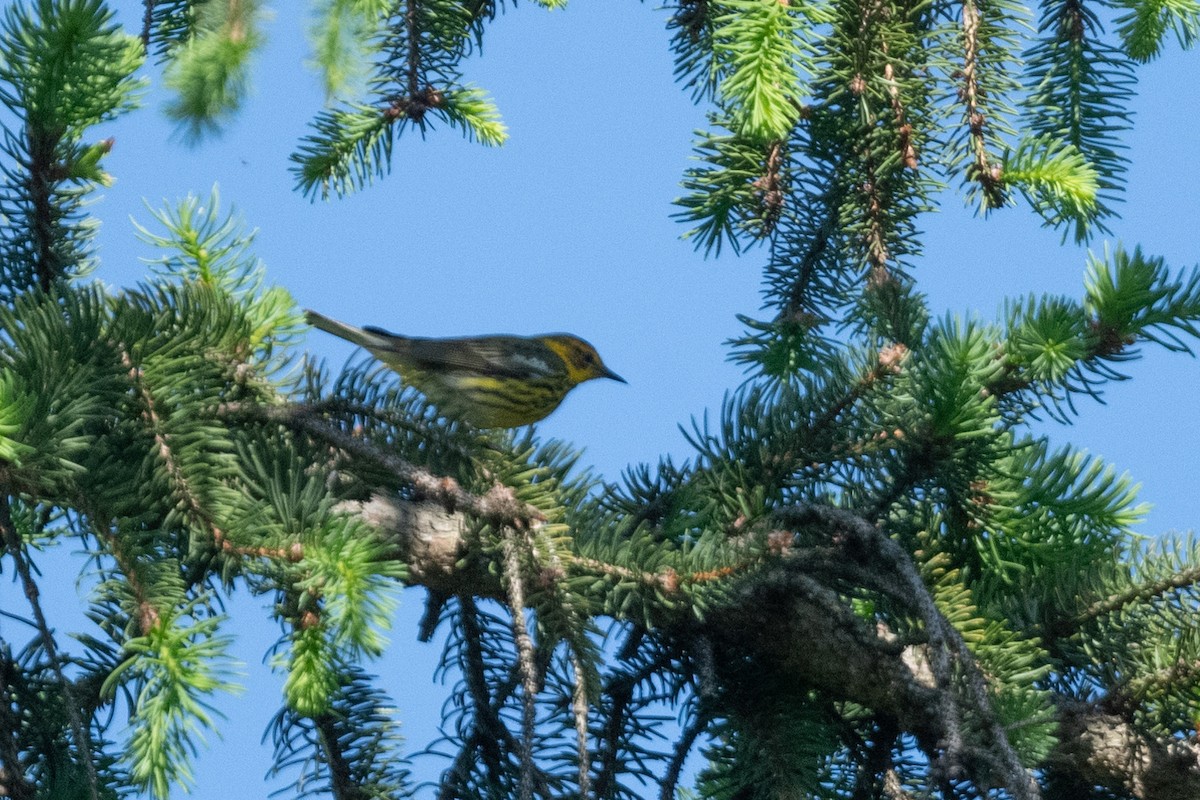 Cape May Warbler - Greg Walker