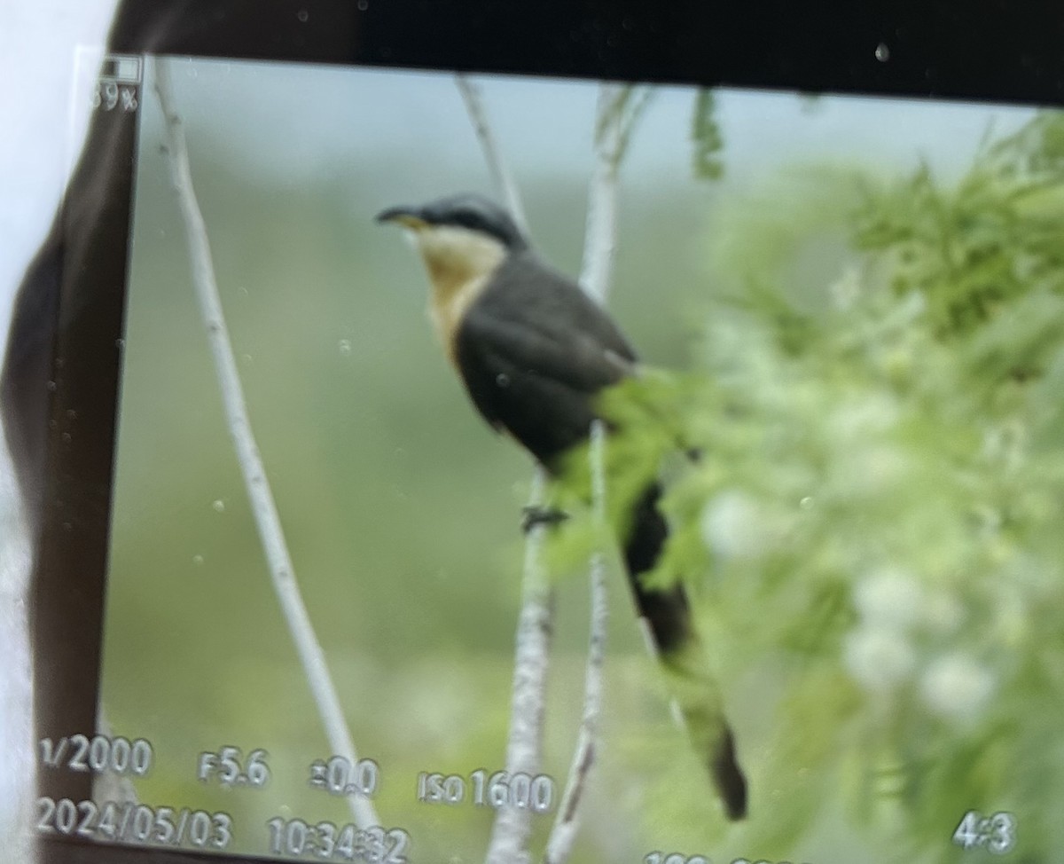 Mangrovekuckuck - ML618388362