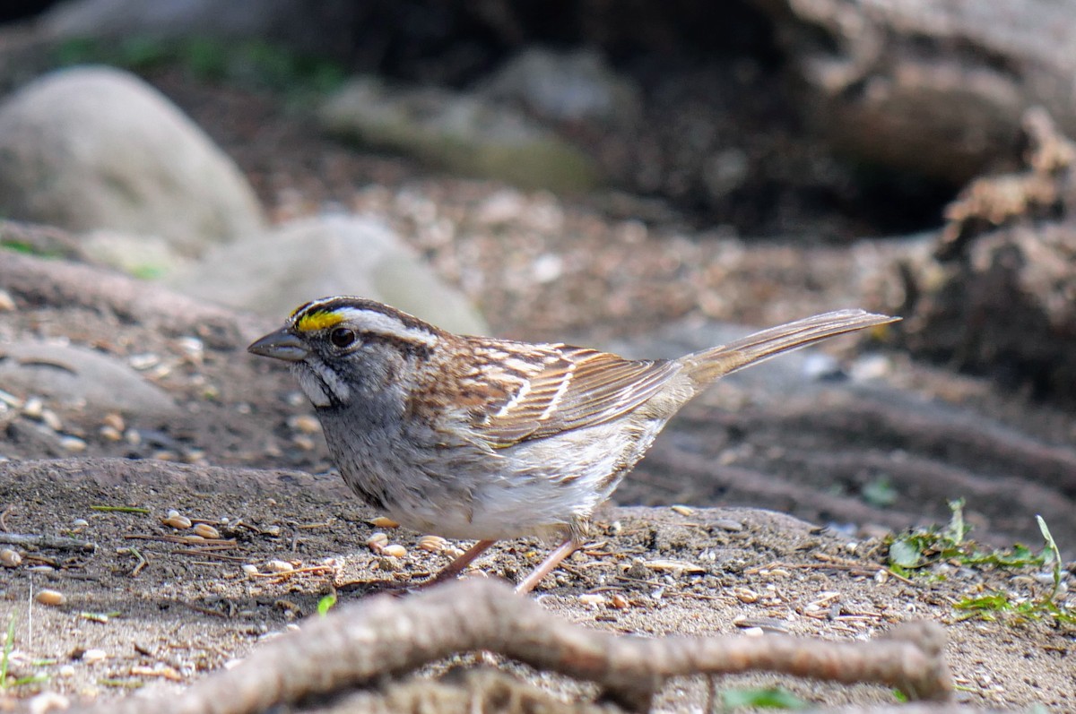 White-throated Sparrow - Cécile Charlton