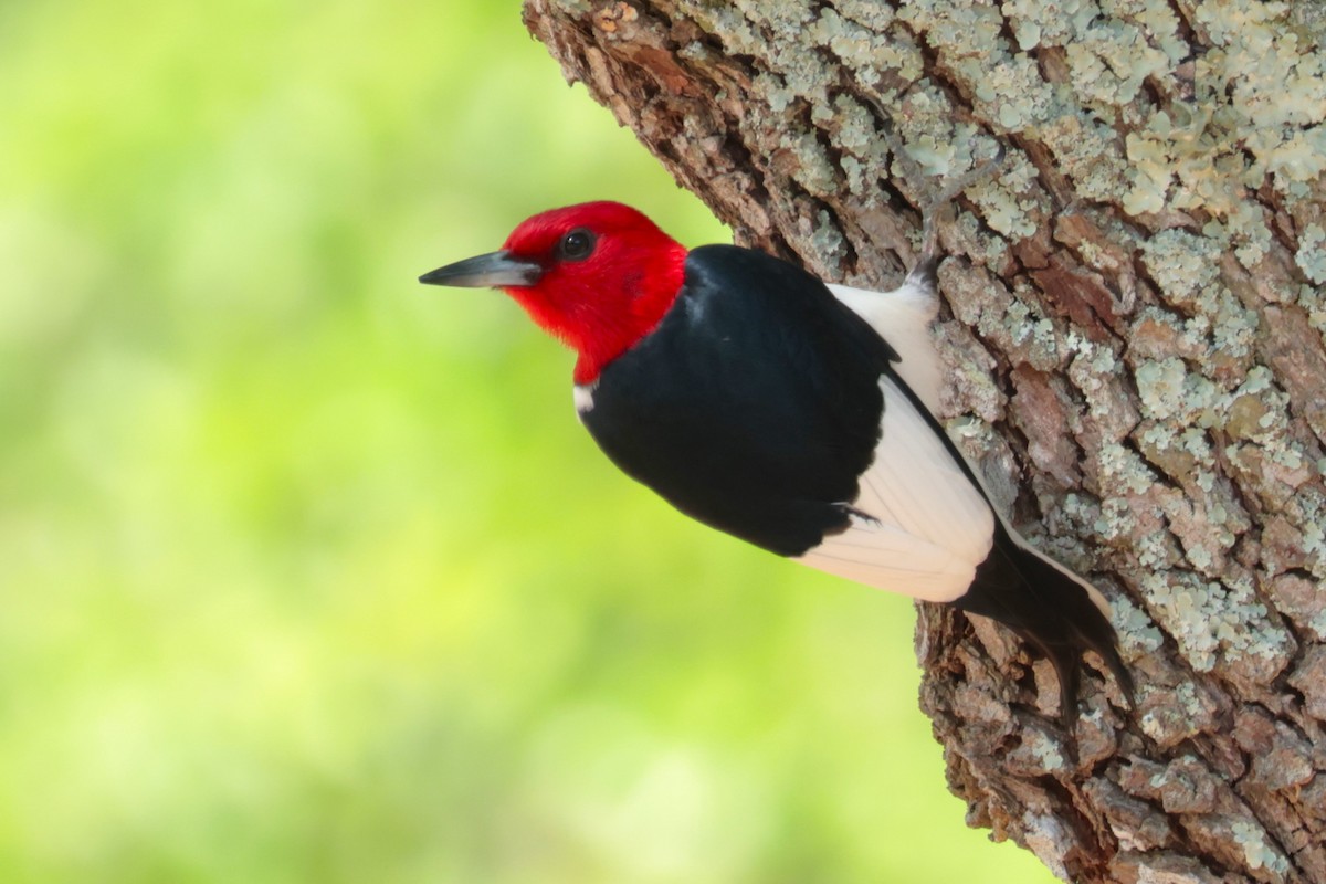 Red-headed Woodpecker - Otha Savage