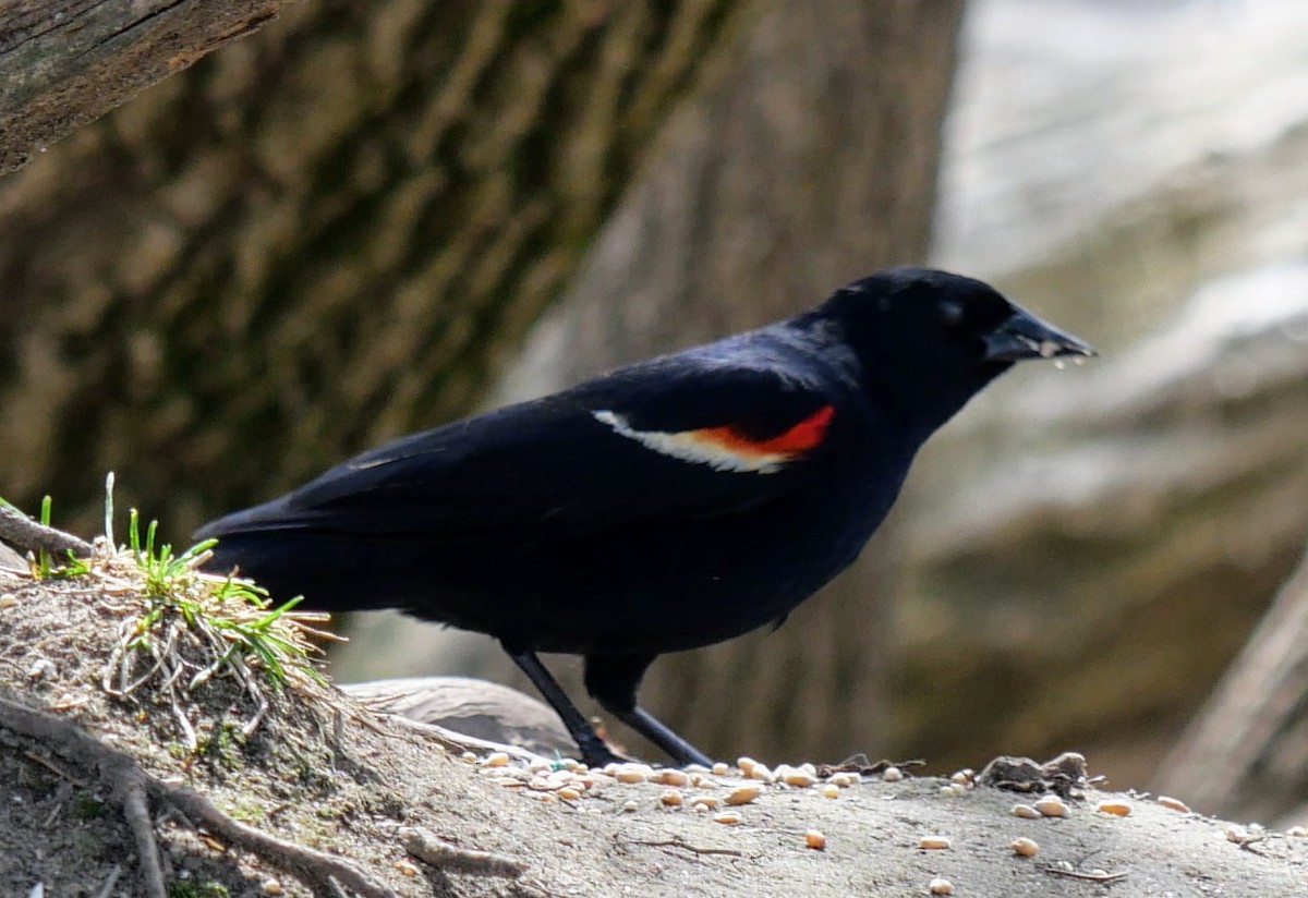 Red-winged Blackbird - Cécile Charlton