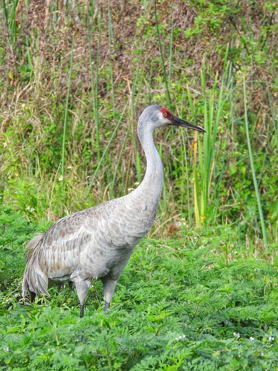 Sandhill Crane - Gina Turone 🐩