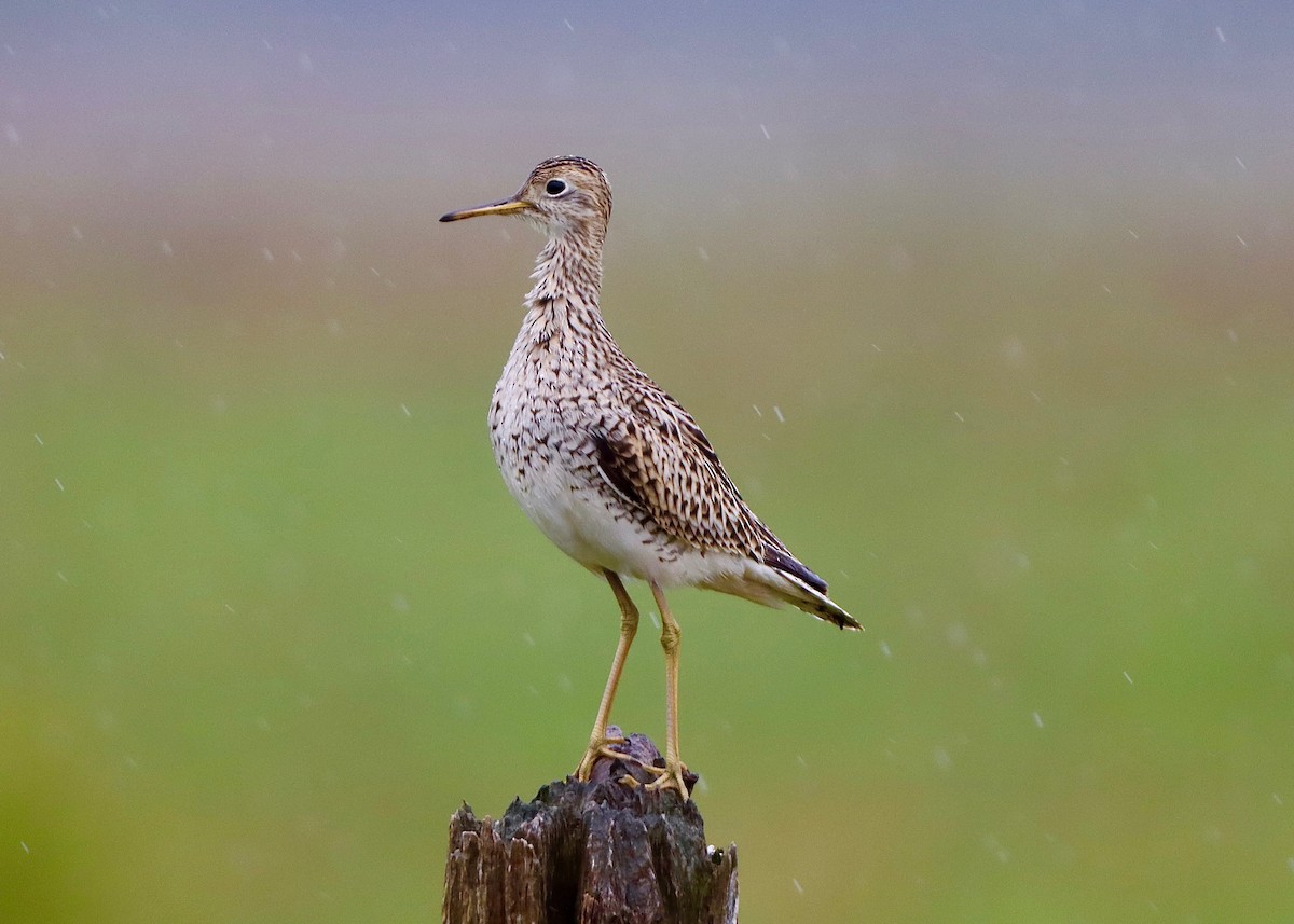 Upland Sandpiper - ML618388487