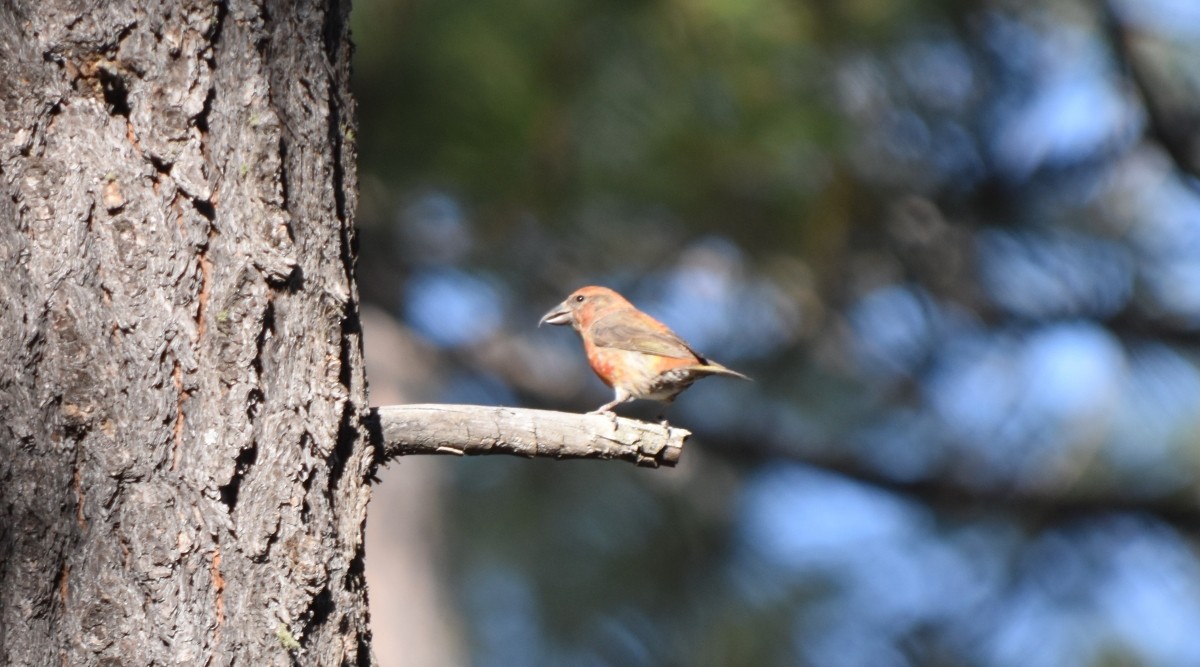 Red Crossbill - Steve Nord