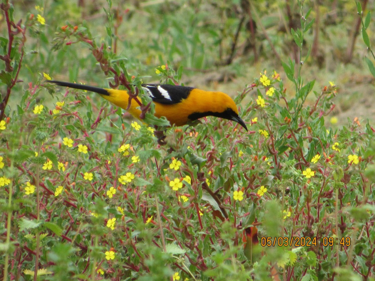 Hooded Oriole - crdf bird