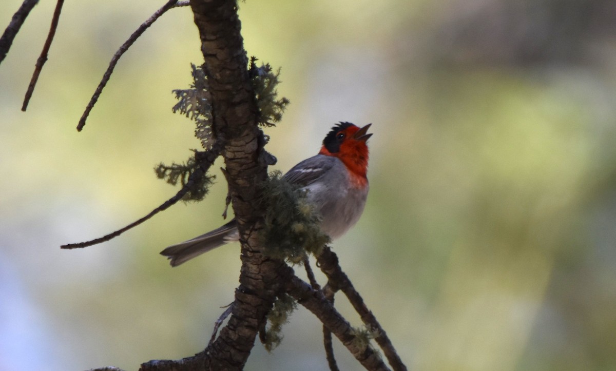 Red-faced Warbler - Steve Nord