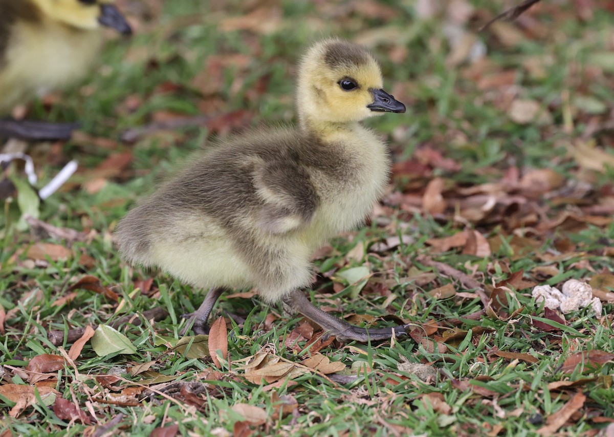 Canada Goose - ML618388618