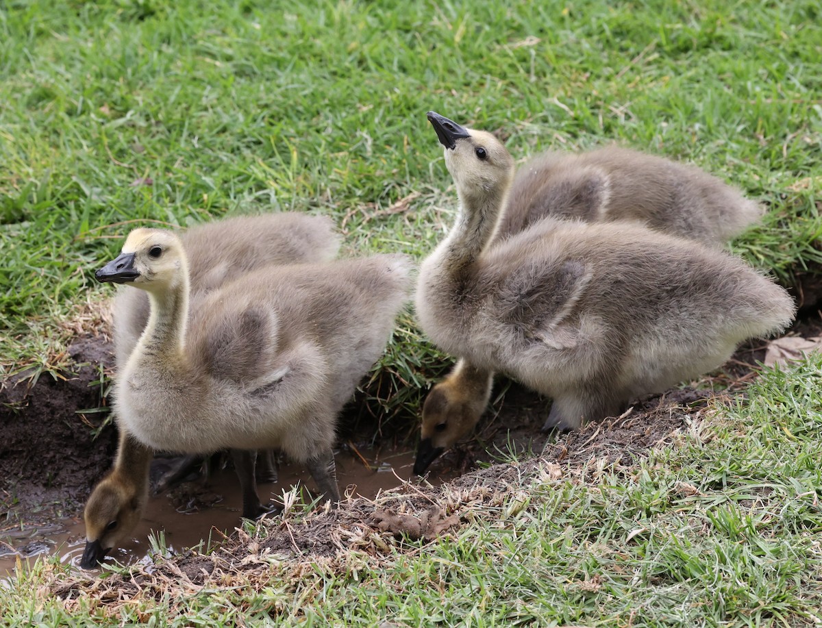 Canada Goose - ML618388619